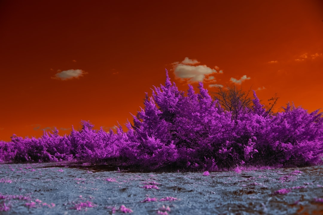 Can You Put Flowers in Colored Water to Change Their Color?