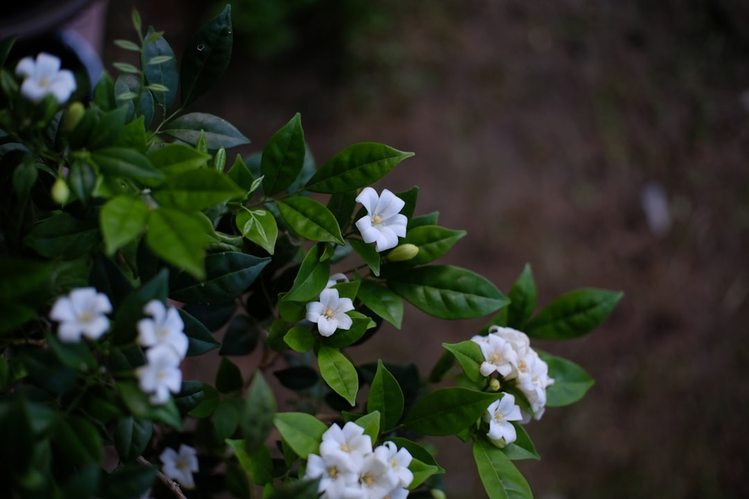 Why Won’t My Jasmine Plant Flower? (And How to Fix It)